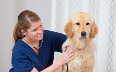 A People-First Approach to AI in Veterinary Medicine