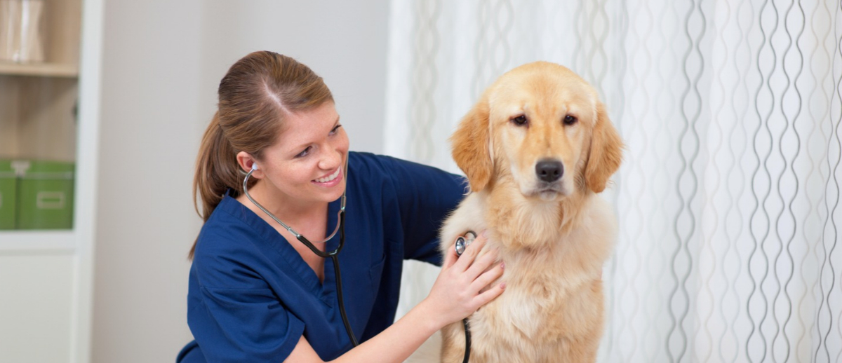 A People-First Approach to AI in Veterinary Medicine