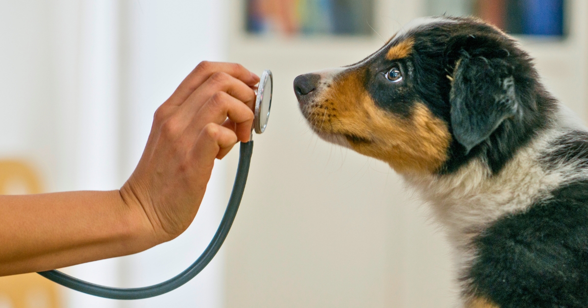 Book a Consultation with VetMatch Partners